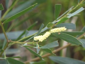 Acacia longifolia