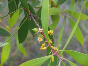 Persoonia levis