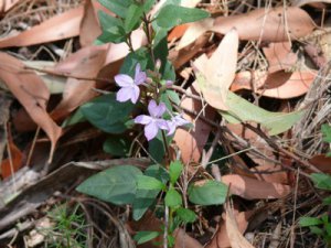 Pseuderanthemum variabile