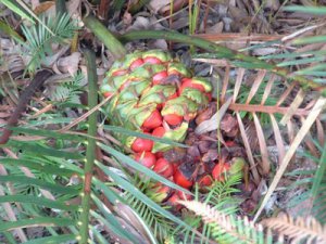 Macrozamia communis