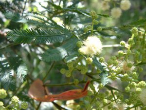 Acacia irrorata