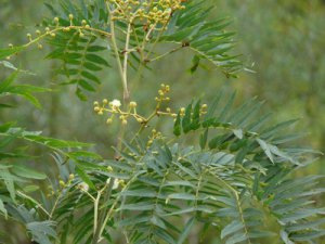 Acacia elata