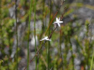 Caesia parviflora