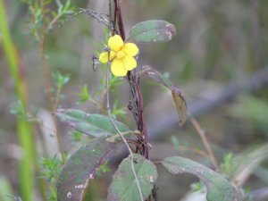 Hibbertia scandens