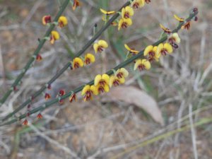 Bossiaea ensata