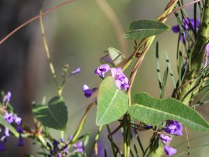 Hardenbergia violacea