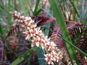 Lomandra longifolia