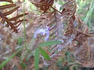 Glycine clandestina