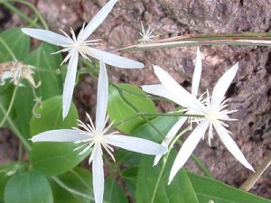 Clematis glycinoides