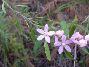 Eriostemon australasius