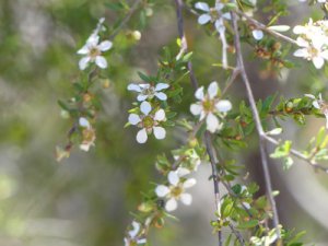 Leptospermum polygalifolium