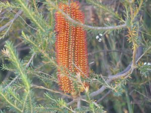 Banksia ericifolia