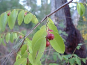 Breynia oblongifolia