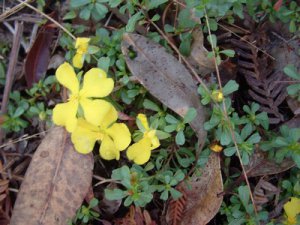 Hibbertia vestita
