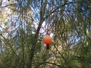 Exocarpus cupressiformis