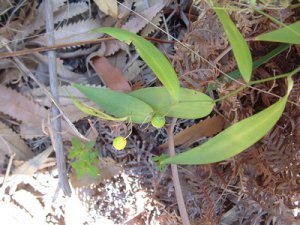 Eustrephus latifolius