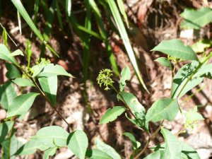 Dodonaea triquetra