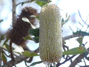 Banksia serrata