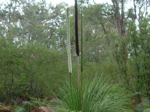 Xanthorrhoea arborea