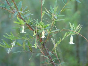 Billardiera scandens