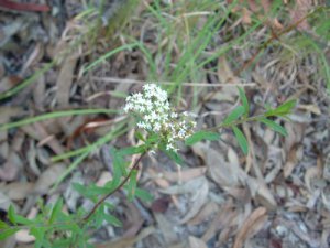 Platysace lanceolata